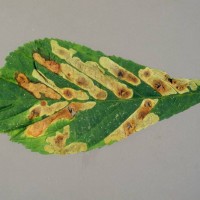 Chestnut Leaf Miner